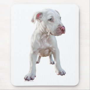 White Pitbull Puppy Musmatta