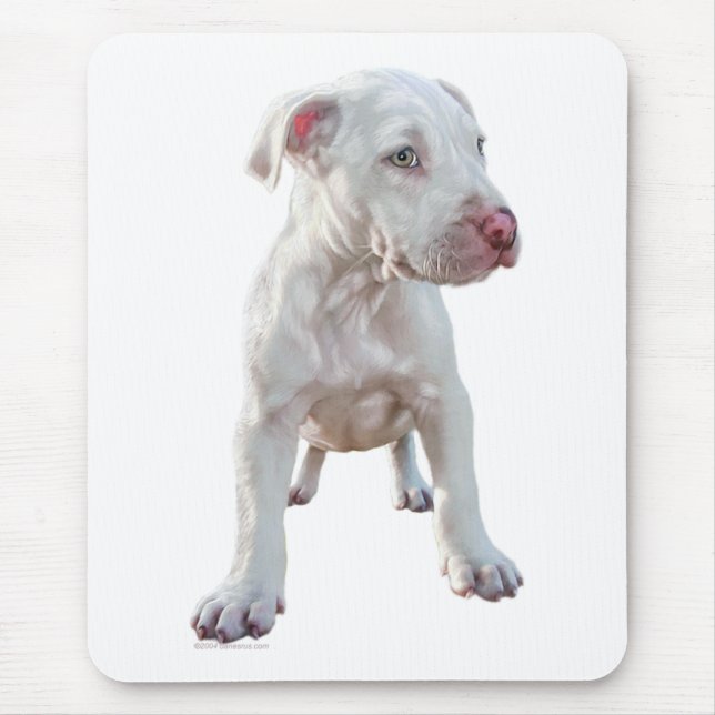 White Pitbull Puppy Musmatta (Framsidan)