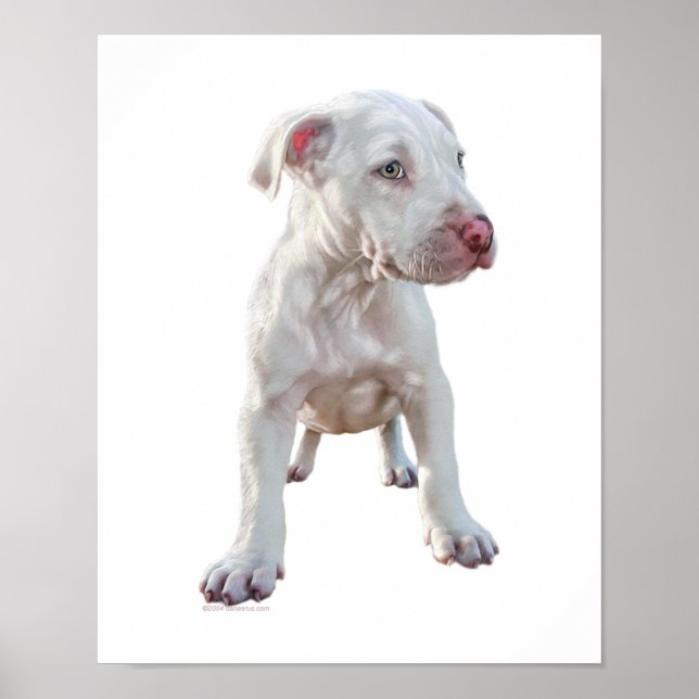 White Pitbull Puppy Poster (Framsidan)