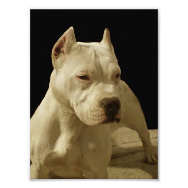 White Pitbull Terrier Fototryck (Framsidan)