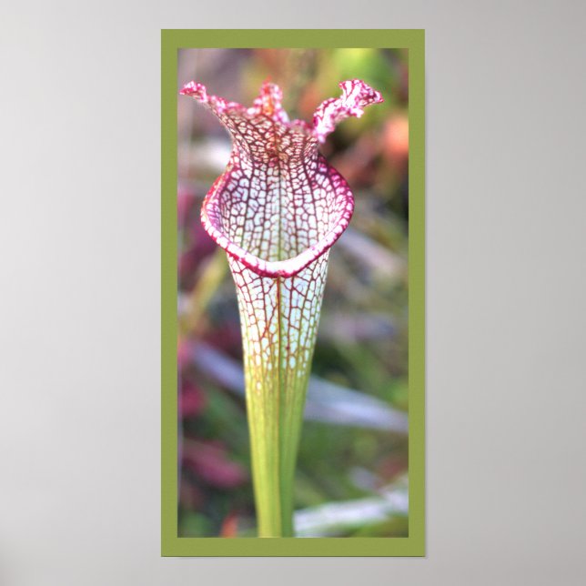White Pitcher Plant Photo Poster (Framsidan)