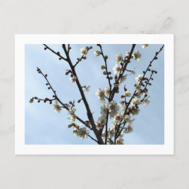 White Plum Blommar: Japan Postcard Vykort