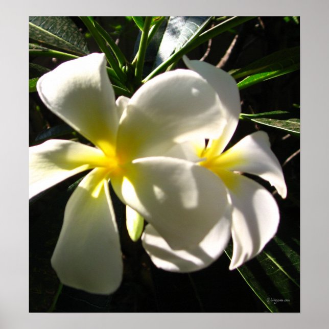 White Plumaria Frangipani Flowers Poster Skriv ut (Framsidan)