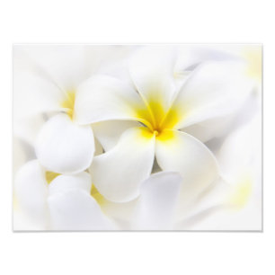 White Plumeria Flower Frangipani Blommigt Flowers Fototryck