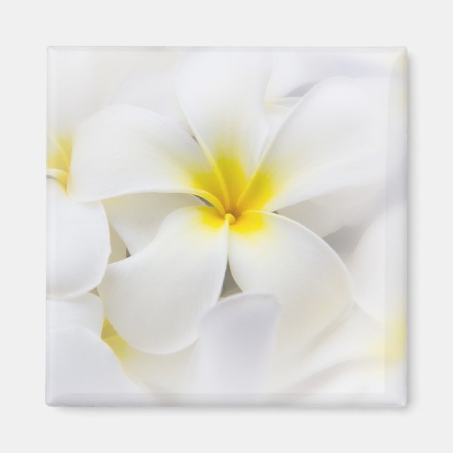 White Plumeria Flower Frangipani Blommigt Flowers Magnet (Framsidan)