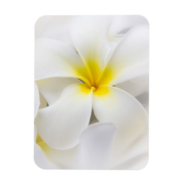 White Plumeria Flower Frangipani Blommigt Flowers Magnet (Vertikal)