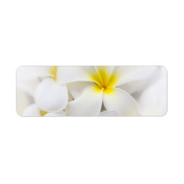 White Plumeria Flower Frangipani Blommigt Flowers Returadress Etikett