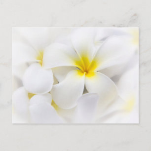 White Plumeria Flower Frangipani Blommigt Flowers Vykort