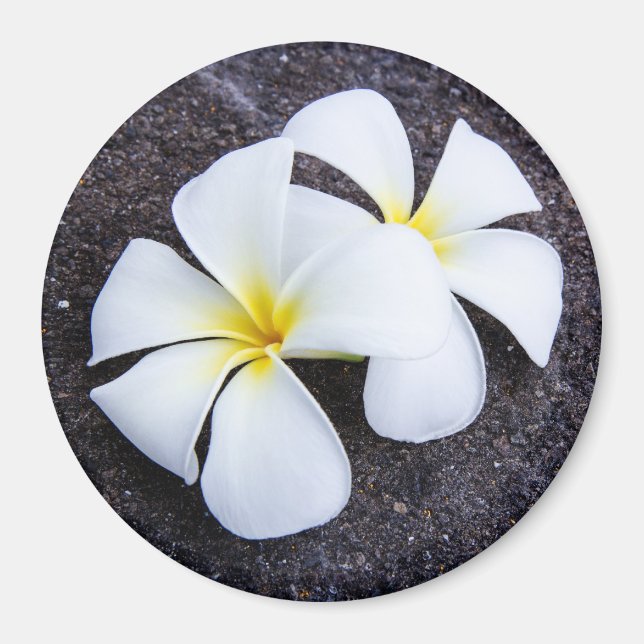 White Plumeria Flower Frangipani Blommigt Lava Ste Magnet (Framsidan)