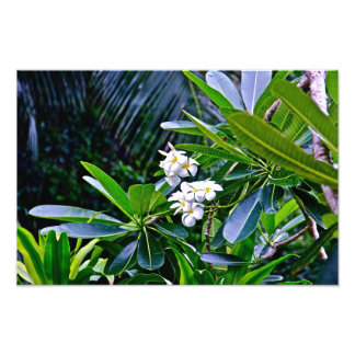White Plumeria Flowers Fototryck