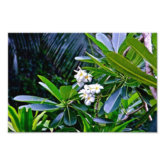 White Plumeria Flowers Fototryck (Framsidan)