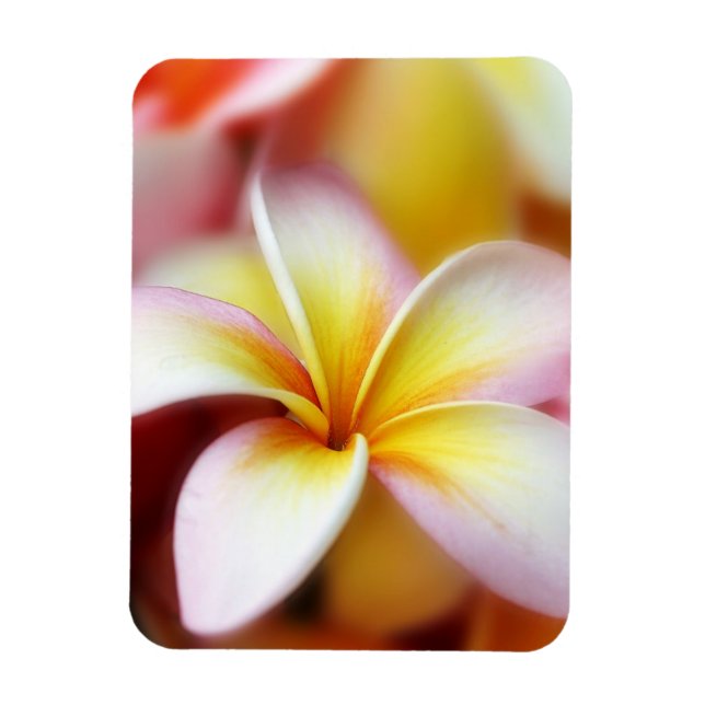 White Plumeria Frangipani Hawaii Flower Hawaiian Magnet (Vertikal)