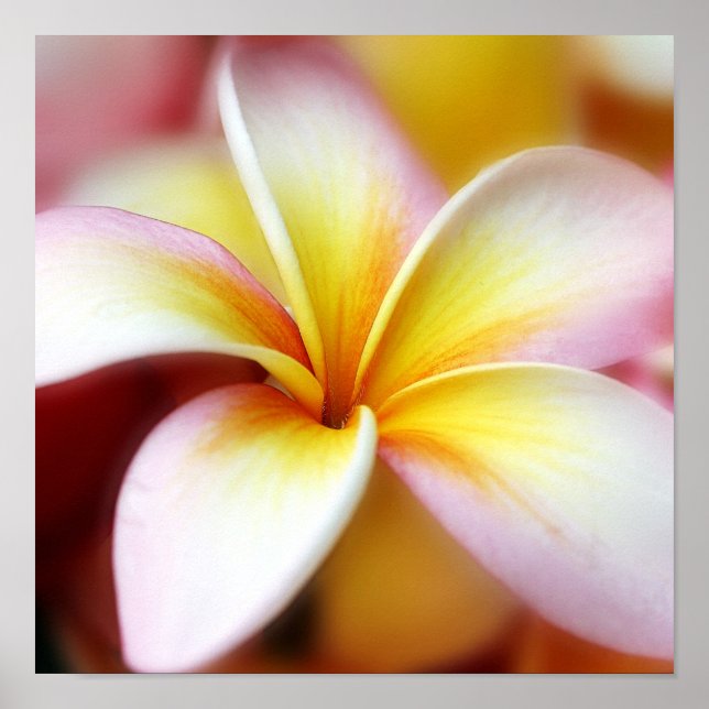 White Plumeria Frangipani Hawaii Flower Hawaiian Poster (Framsidan)