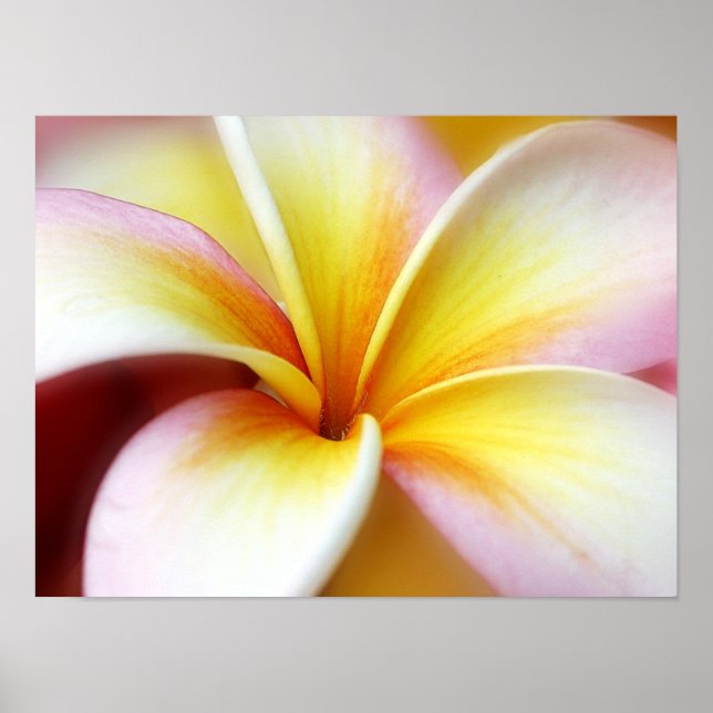 White Plumeria Frangipani Hawaii Flower Hawaiian Poster (Framsidan)