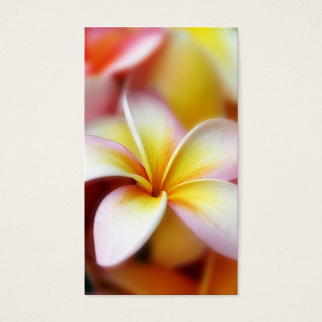 White Plumeria Frangipani Hawaii Flower Hawaiian Visitkort (Framsidan)