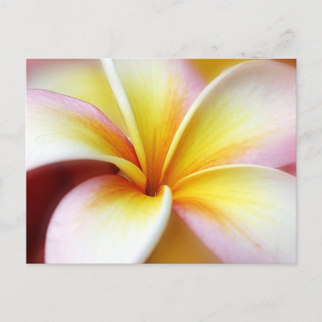 White Plumeria Frangipani Hawaii Flower Hawaiian Vykort (Framsida)