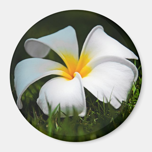 White Plumeria Frangipani Hawaii Flower Magnet (Framsidan)