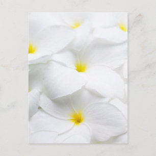 White Plumeria Frangipani Hawaiian Tropical Flower Vykort