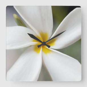 White Plumeria - Macro Porträtt Fyrkantig Klocka