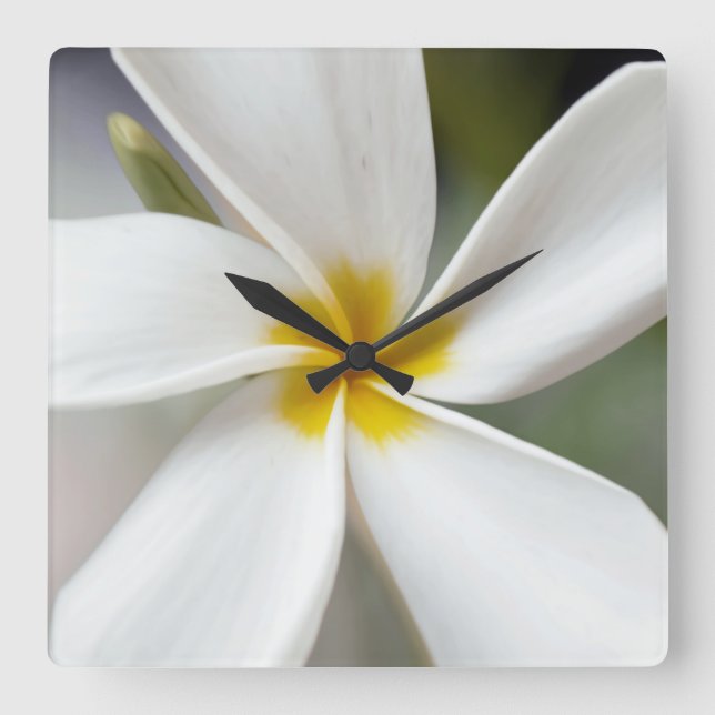 White Plumeria - Macro Porträtt Fyrkantig Klocka (Framsida)