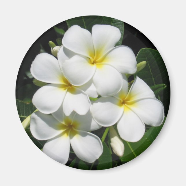 White Plumeria på Magnet (Framsidan)