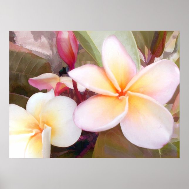 White Plumeria Poster (Framsidan)