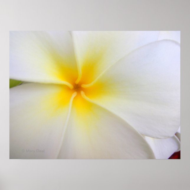 White Plumeria Poster (Framsidan)