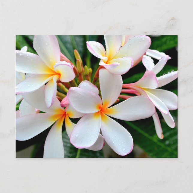 White Plumeria Vykort (Framsida)