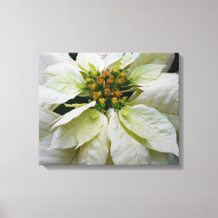 White Poinsettia Elegant Helgdag Blommigt jul Canvastryck