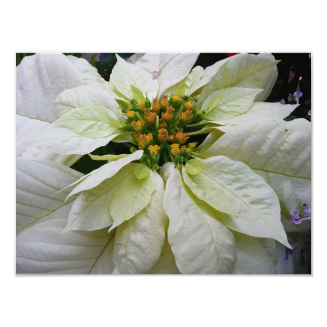 White Poinsettia Elegant Helgdag Blommigt jul Fototryck (Framsidan)