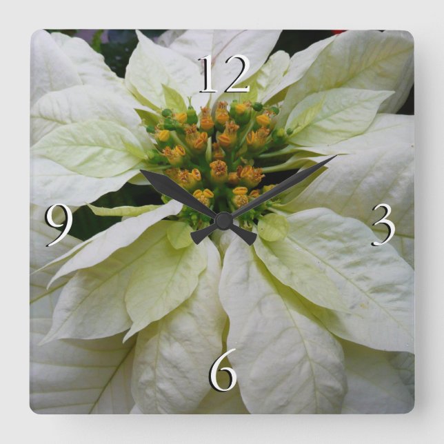 White Poinsettia Elegant Helgdag Blommigt jul Fyrkantig Klocka (Framsida)