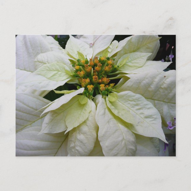 White Poinsettia Elegant Helgdag Blommigt jul Helg Vykort (Framsida)