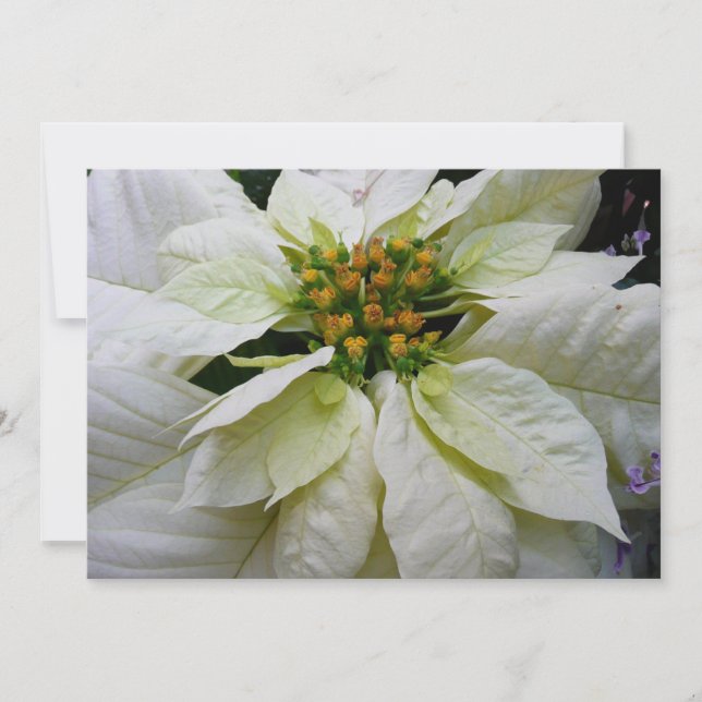 White Poinsettia Elegant Helgdag Blommigt jul Julkort (Framsida)