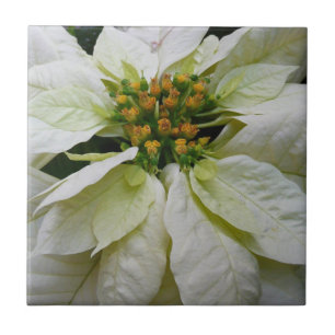 White Poinsettia Elegant Helgdag Blommigt jul Kakelplatta