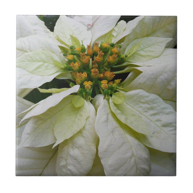 White Poinsettia Elegant Helgdag Blommigt jul Kakelplatta (Framsidan)