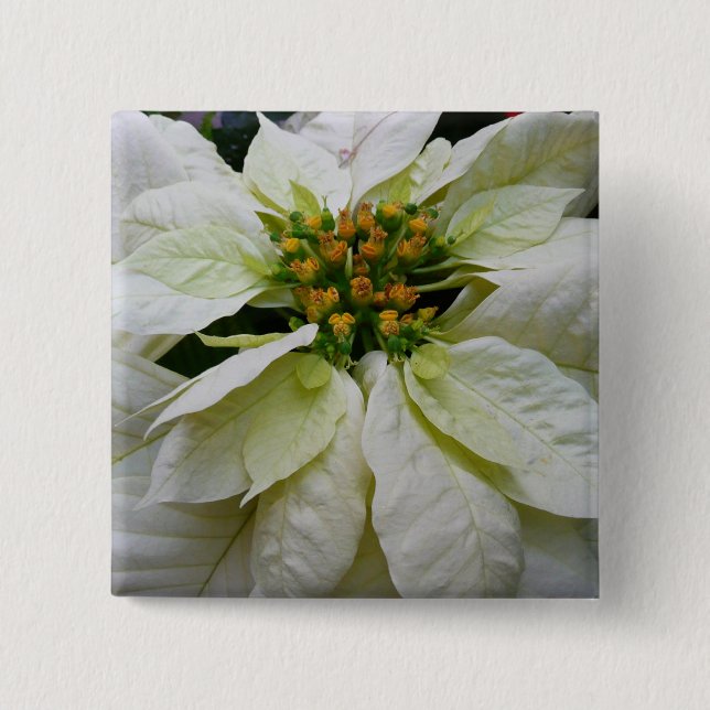 White Poinsettia Elegant Helgdag Blommigt jul Knapp (Framsida)