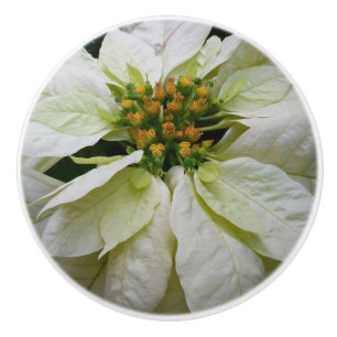 White Poinsettia Elegant Helgdag Blommigt jul Knopp