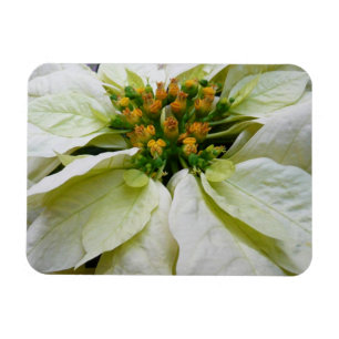 White Poinsettia Elegant Helgdag Blommigt jul Magnet