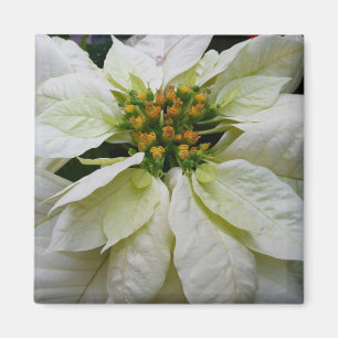 White Poinsettia Elegant Helgdag Blommigt jul Magnet