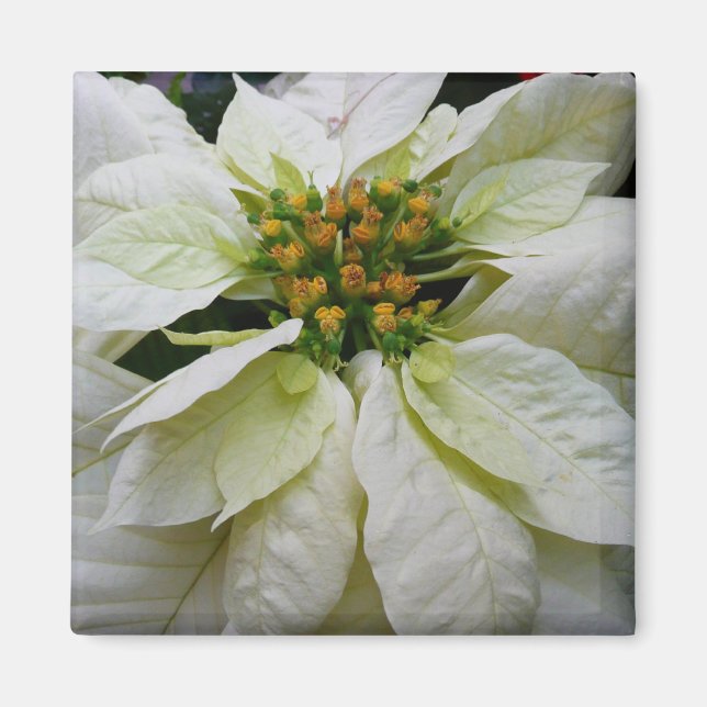 White Poinsettia Elegant Helgdag Blommigt jul Magnet (Framsidan)