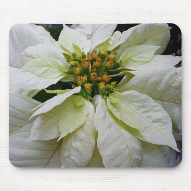 White Poinsettia Elegant Helgdag Blommigt jul Musmatta (Framsidan)