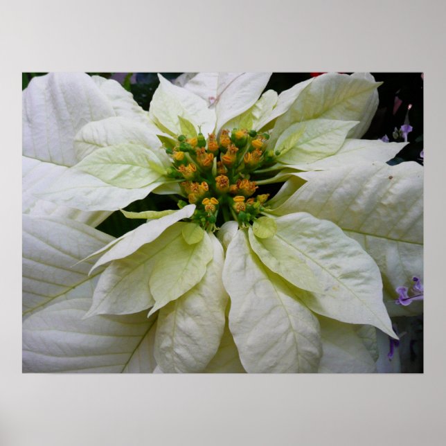 White Poinsettia Elegant Helgdag Blommigt jul Poster (Framsidan)