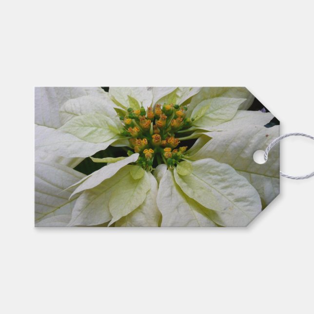White Poinsettia Elegant Helgdag Blommigt jul Presentetikett (Framsidan (Horisontell))