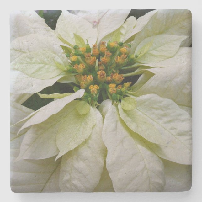 White Poinsettia Elegant Helgdag Blommigt jul Stenunderlägg (Framsidan)