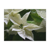 White Poinsettia Grönt Helgdag jul