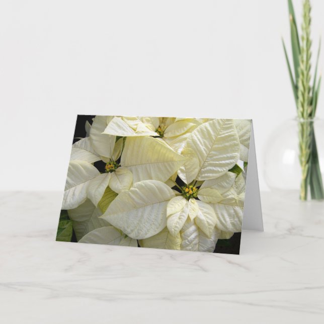 White Poinsettia Helgkort (Framsida)