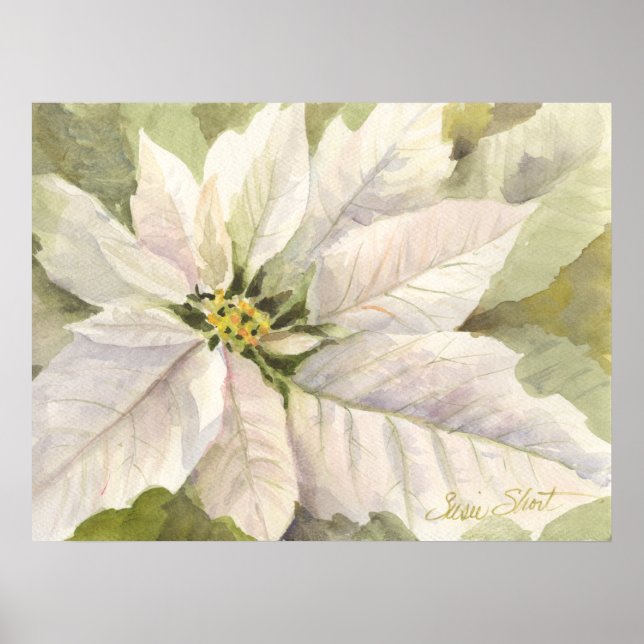 White Poinsettia Poster (Framsidan)