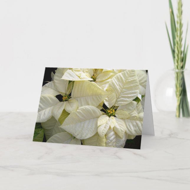 White Poinsettias Helgkort (Framsida)