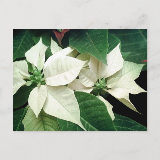 White Poinsettias Vykort (Framsida)