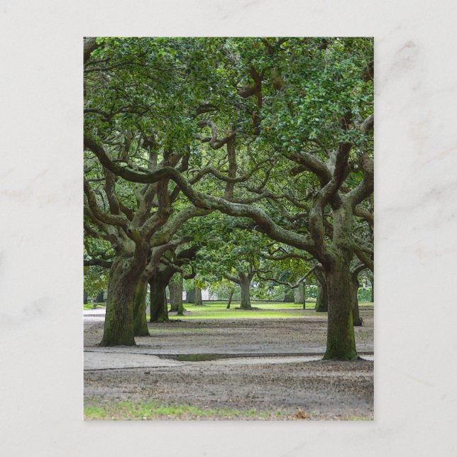 White Point Gardens Painterly Vykort (Framsida)